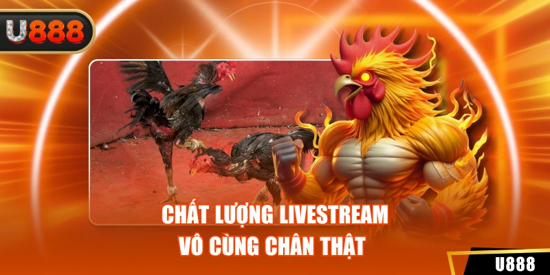 Đá Gà 3 Chất lượng livestream vô cùng chân thật