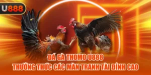 Đá Gà Thomo U888 - Thưởng Thức Các Màn Tranh Tài Đỉnh Cao