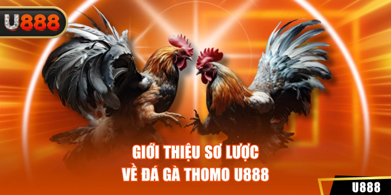 Đá Gà Thomo U888 - Thưởng Thức Các Màn Tranh Tài Đỉnh Cao 2 Giới thiệu sơ lược về đá gà Thomo U888