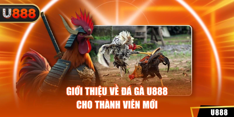 Đá Gà 1 Giới thiệu về đá gà U888 cho thành viên mới